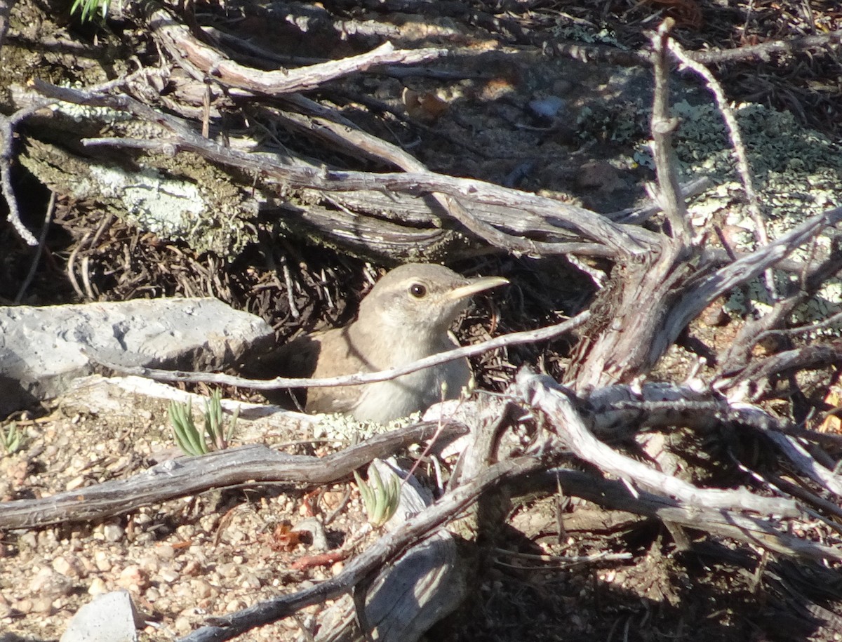 Rock Wren - ML638446947