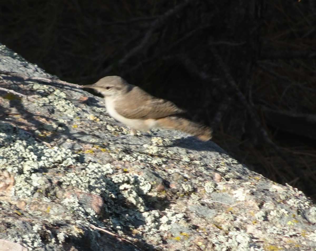 Rock Wren - ML638446948