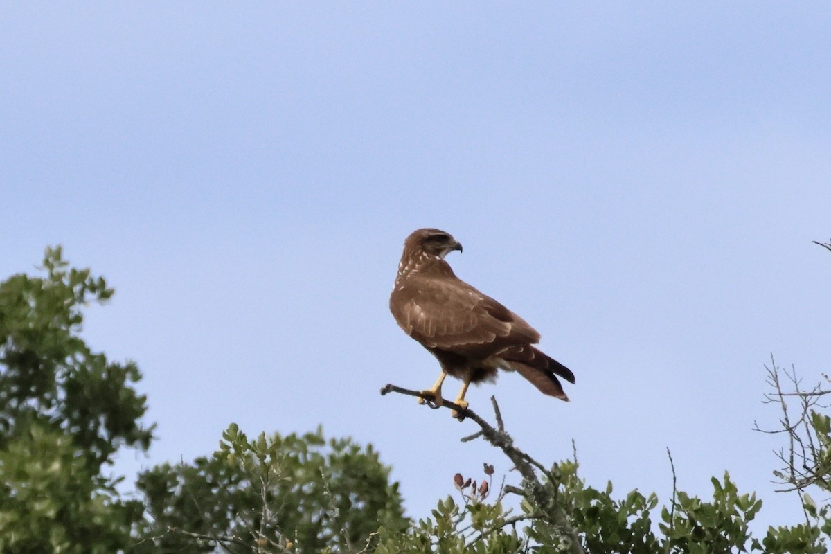 Common Buzzard - ML638446956