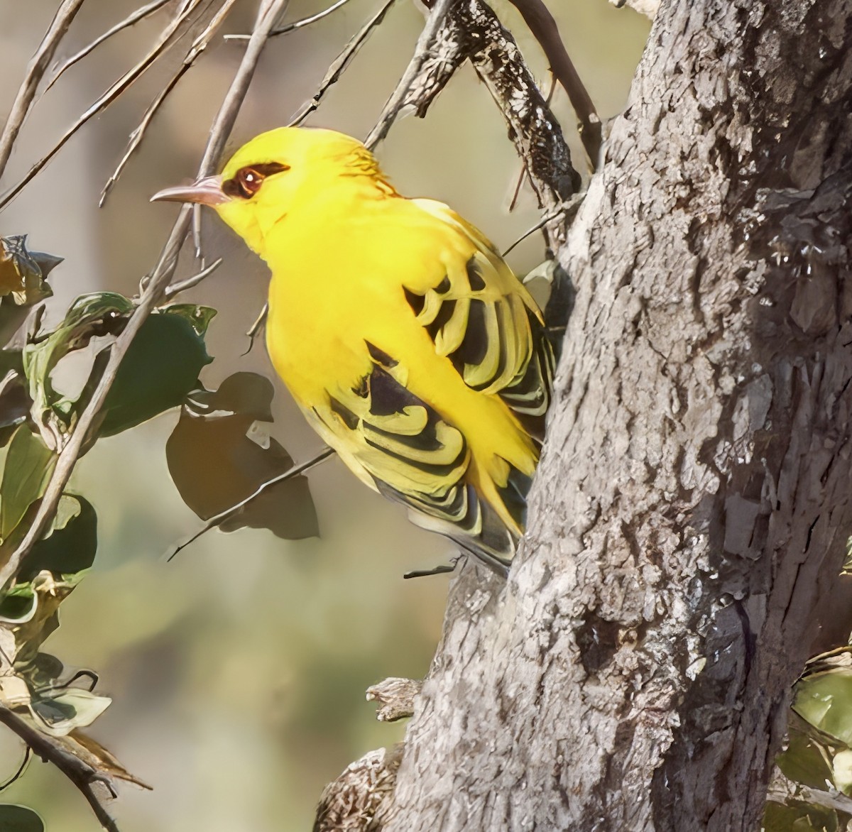 African Golden Oriole - ML638447005