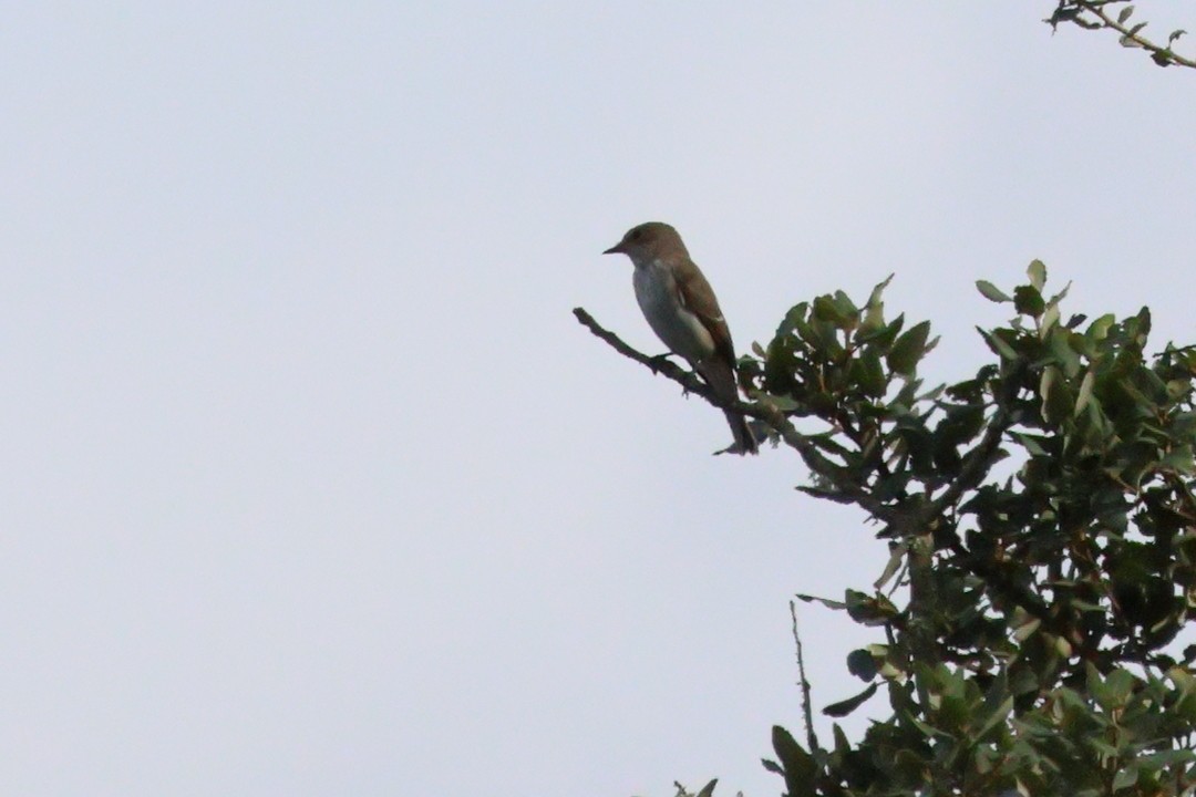 Spotted Flycatcher - ML638447008