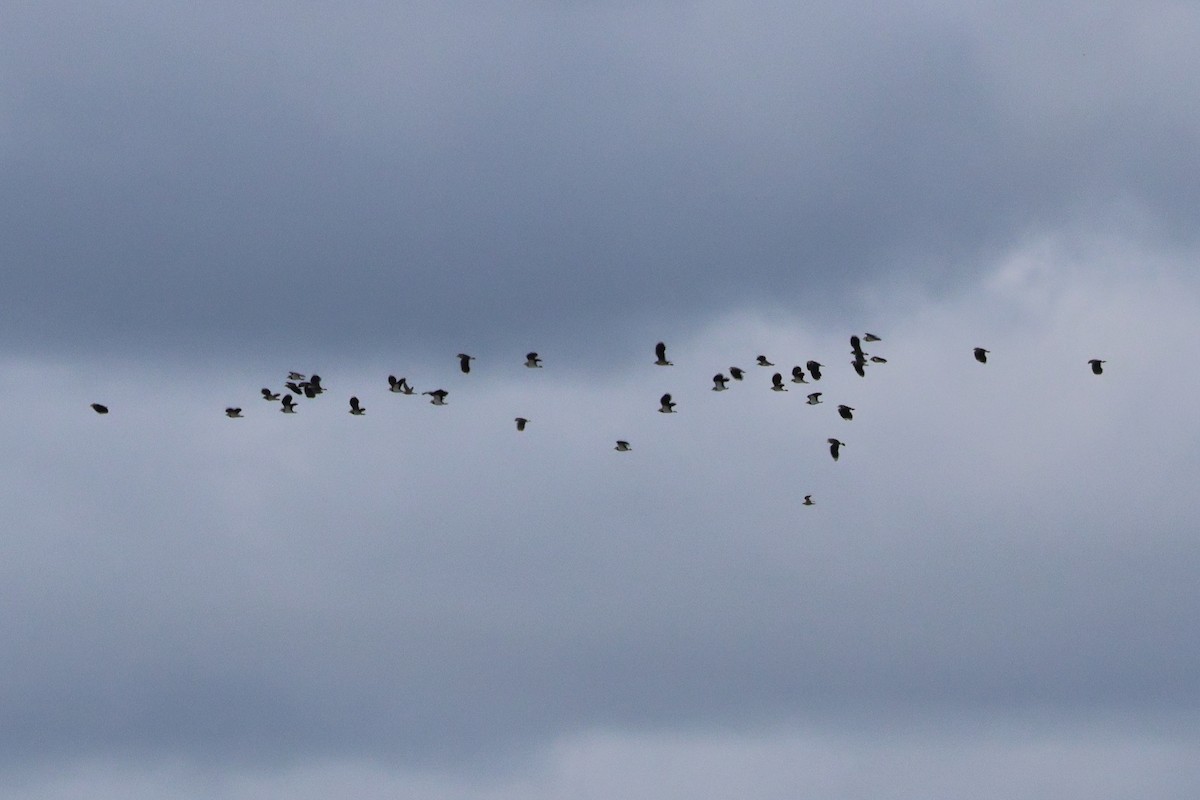 Northern Lapwing - ML638447028