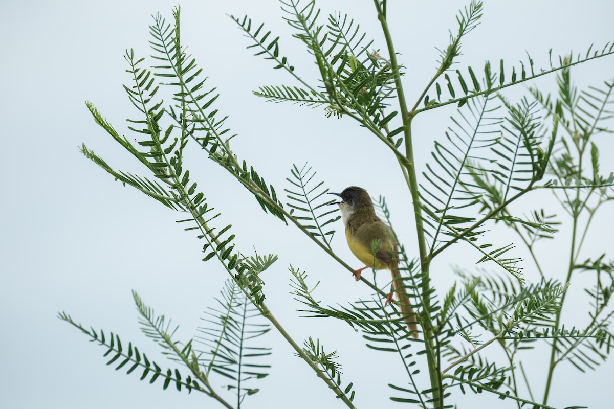 Yellow-bellied Prinia - ML638447047