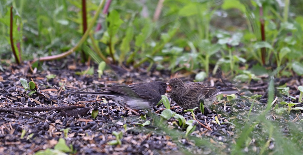 Dark-eyed Junco (Slate-colored) - ML638447089