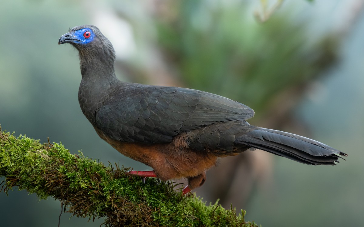 Sickle-winged Guan - ML638447100