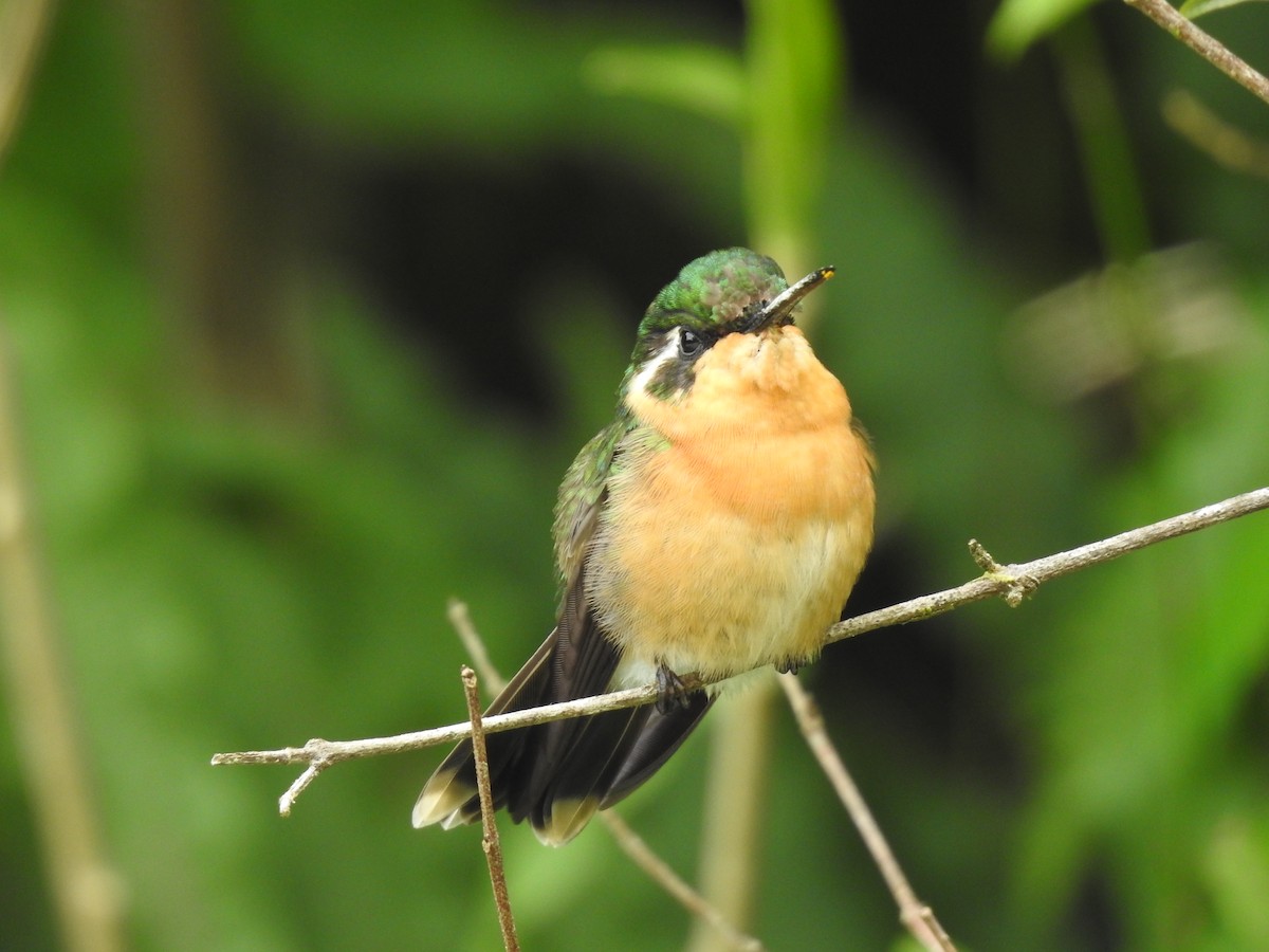 Purple-throated Mountain-gem - ML638447106