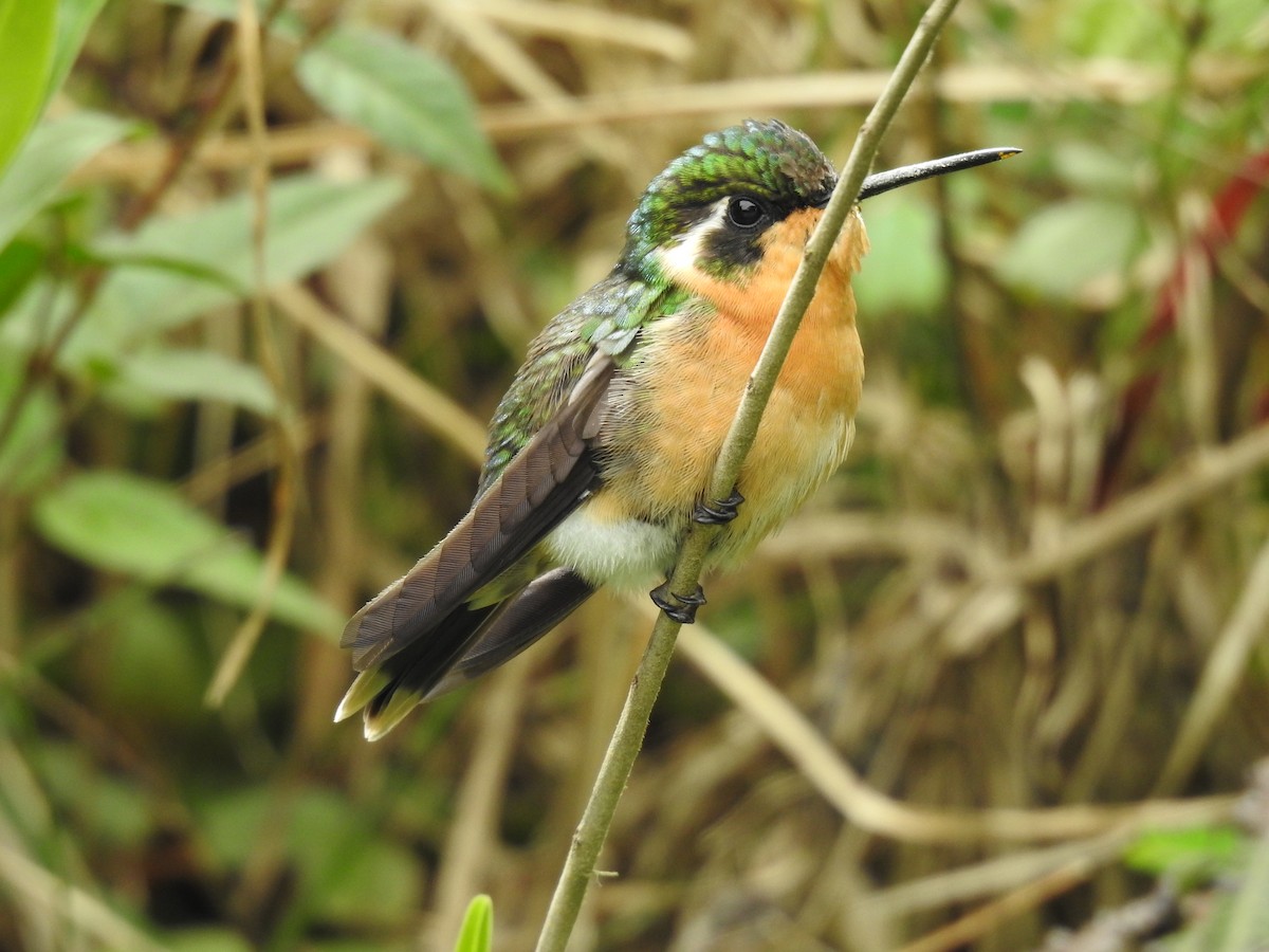 Purple-throated Mountain-gem - ML638447107
