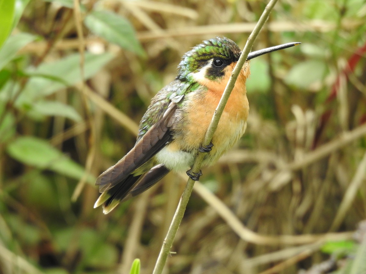 Purple-throated Mountain-gem - ML638447108