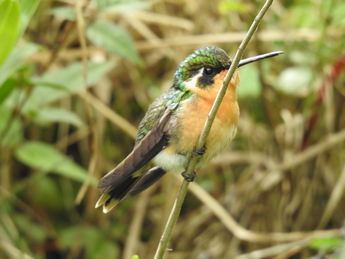 Purple-throated Mountain-gem - ML638447109