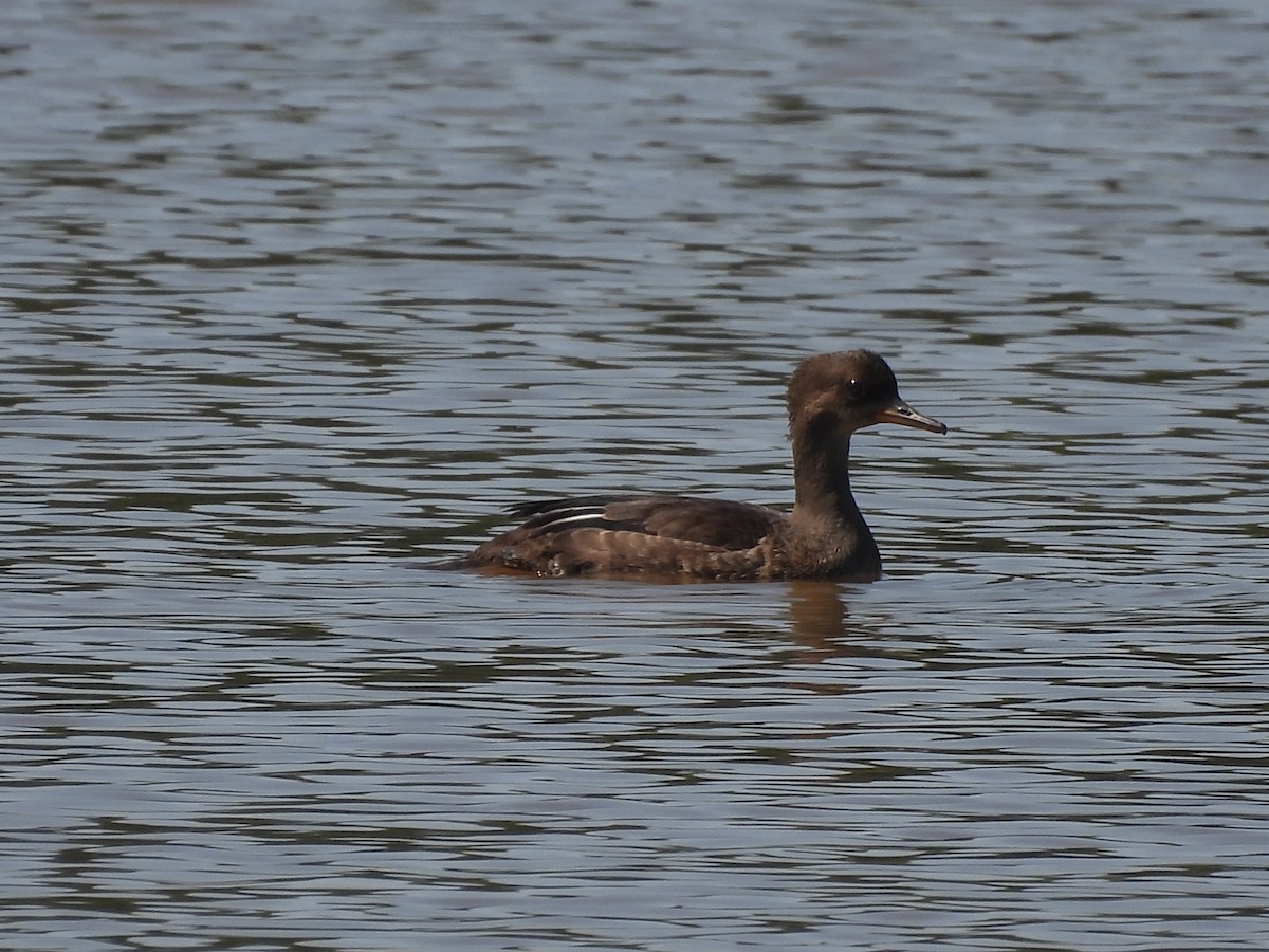 morčák chocholatý - ML638447123