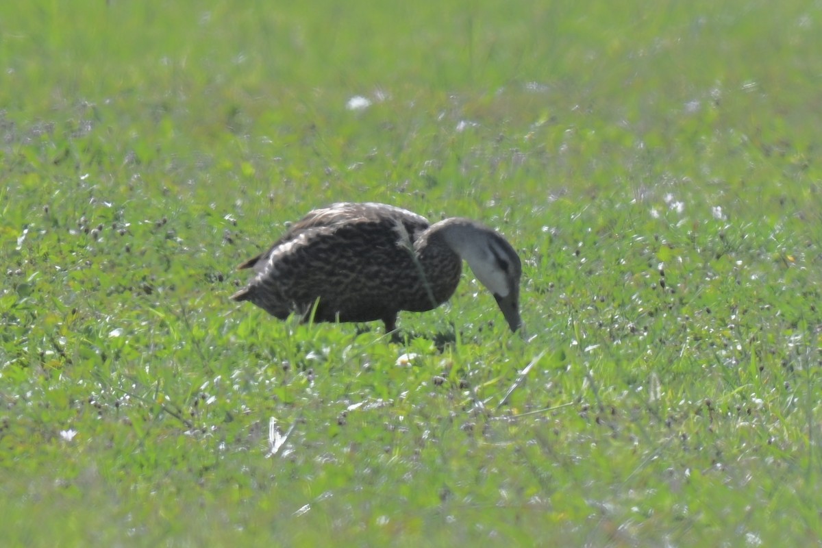 Mottled Duck (Florida) - ML638447125