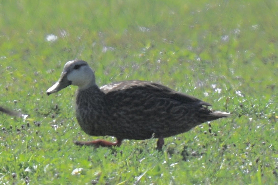 Mottled Duck (Florida) - ML638447127