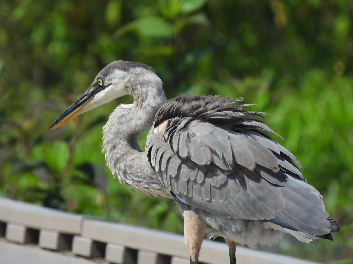 volavka velká - ML638447136