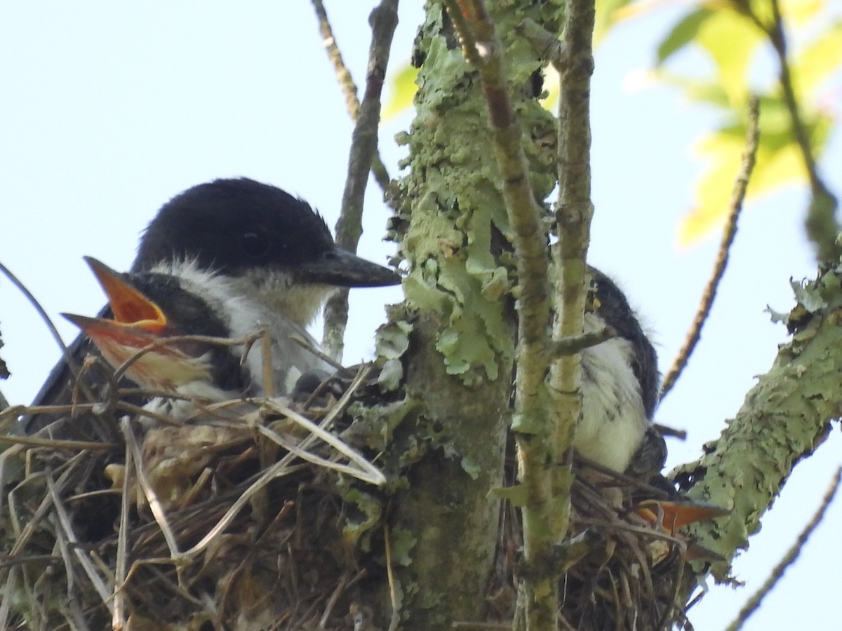 tyran obecný - ML638447147