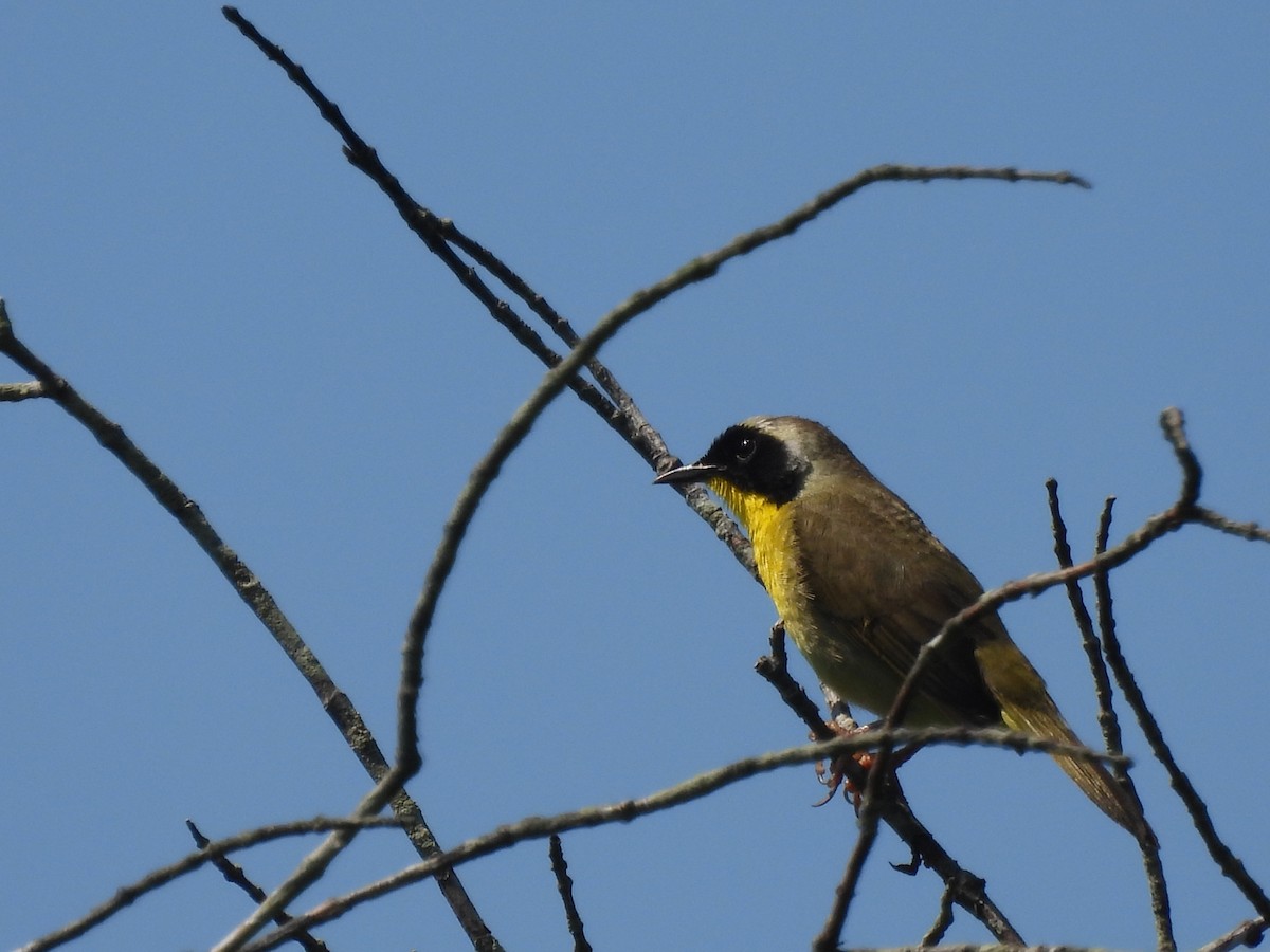 lesňáček žlutohrdlý - ML638447157