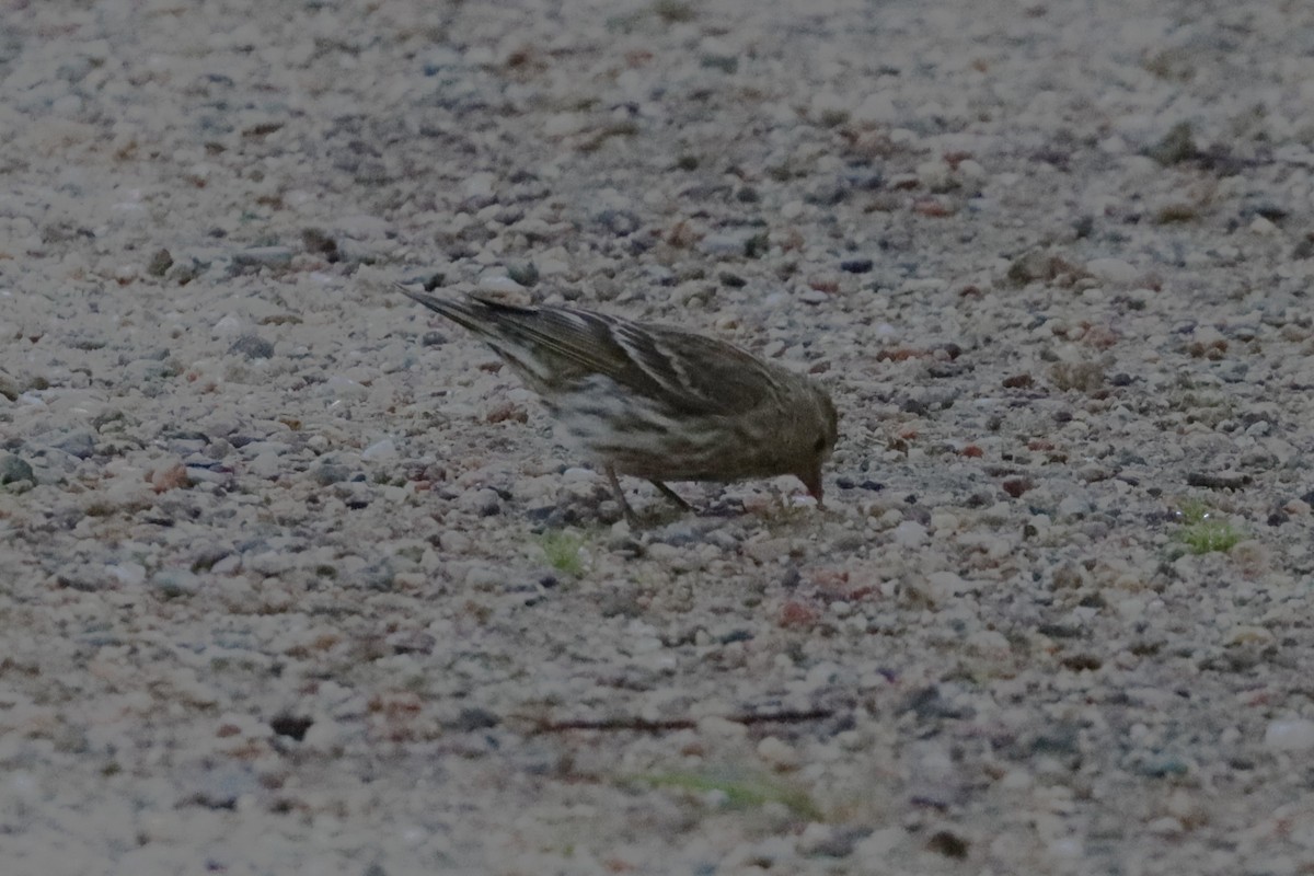 Pine Siskin - ML638447194