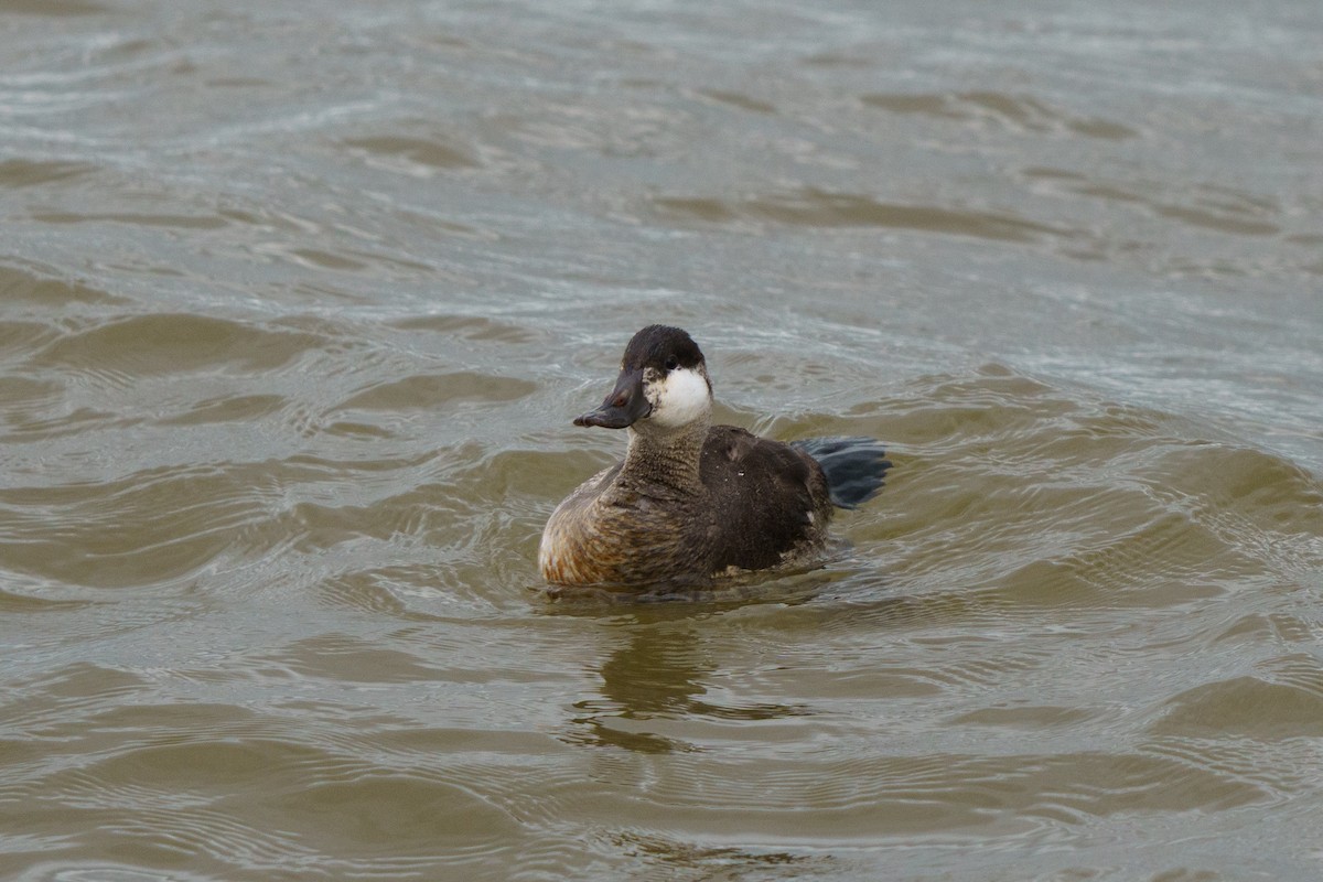 Ruddy Duck - ML638447203