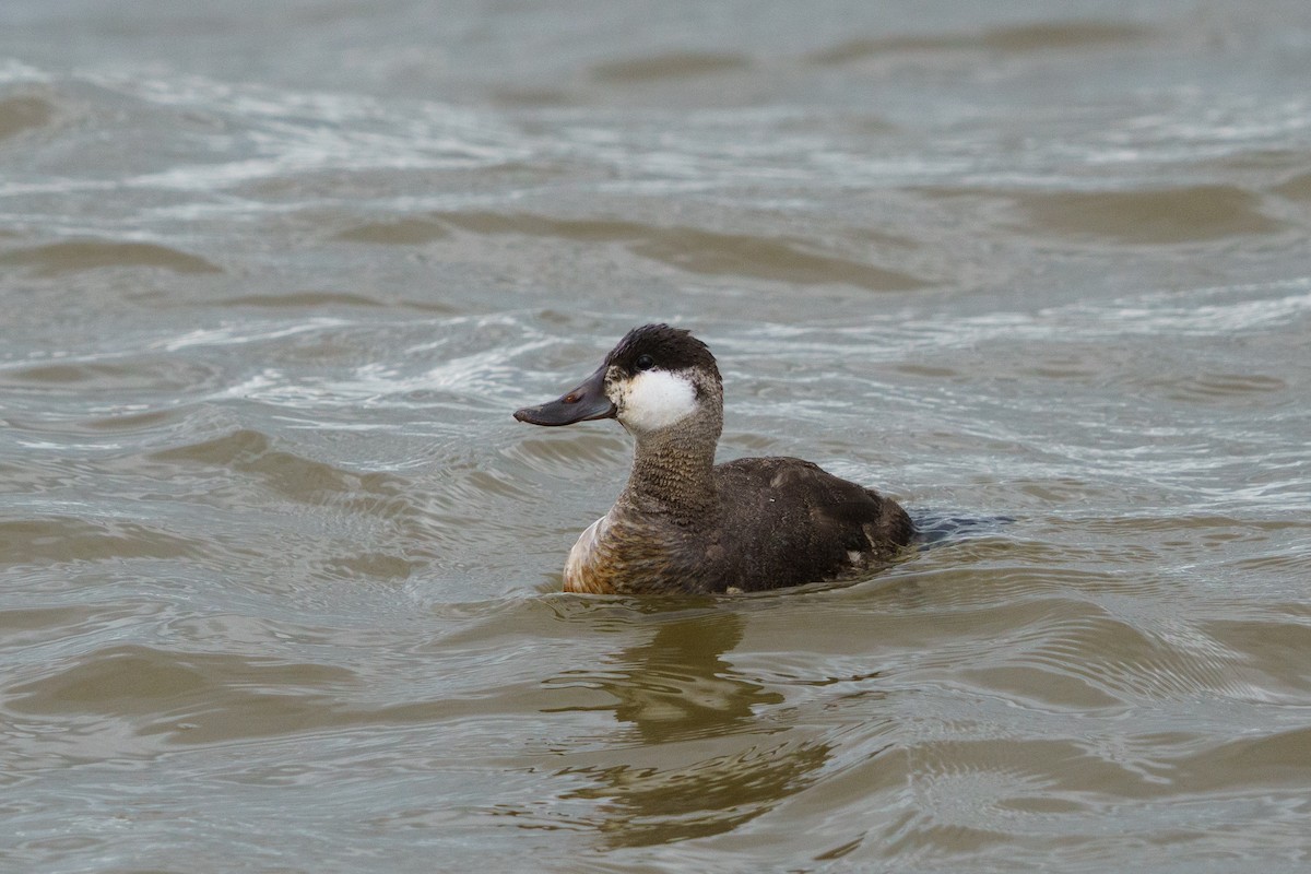 Ruddy Duck - ML638447204