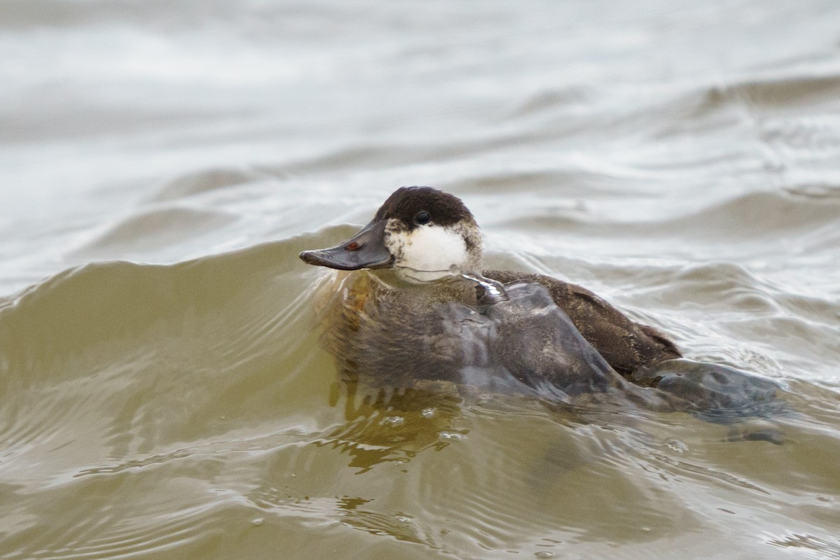 Ruddy Duck - ML638447205
