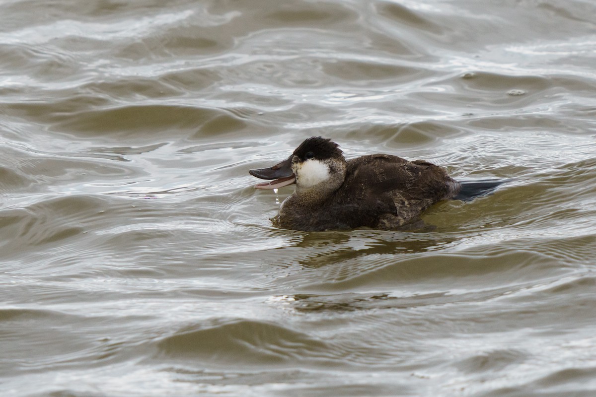 Ruddy Duck - ML638447206