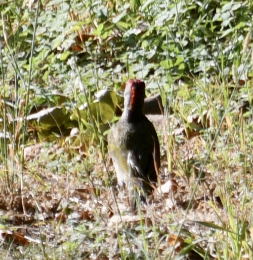 Iberian Green Woodpecker - ML638447207