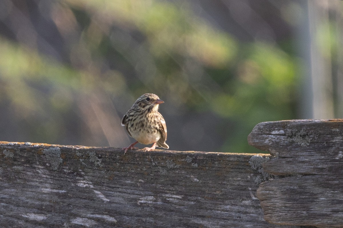Vesper Sparrow - ML638447213