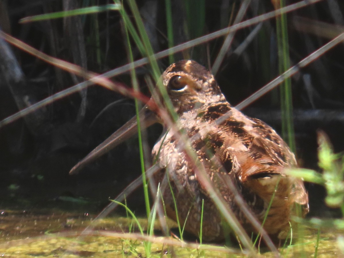 American Woodcock - ML638447279
