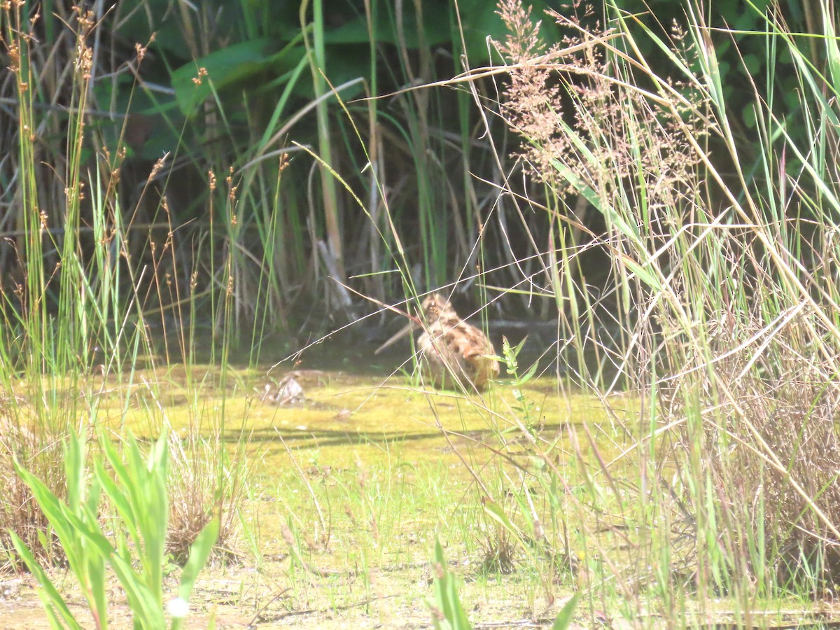 American Woodcock - ML638447280