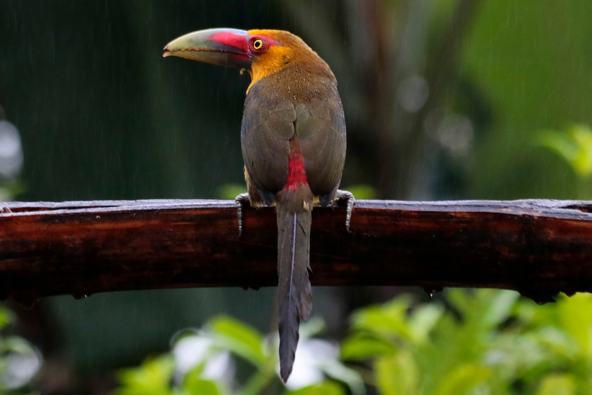 Saffron Toucanet - ML638447285