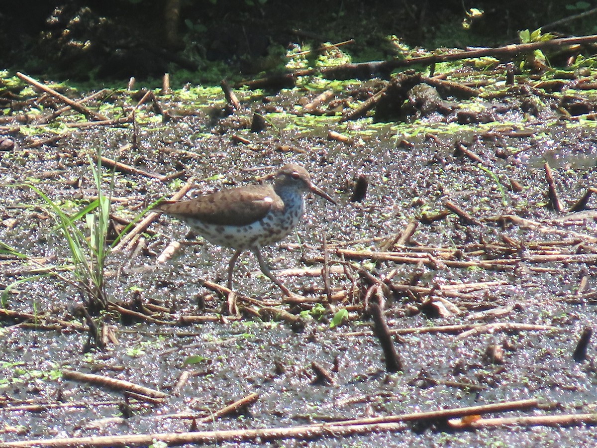 Spotted Sandpiper - ML638447301