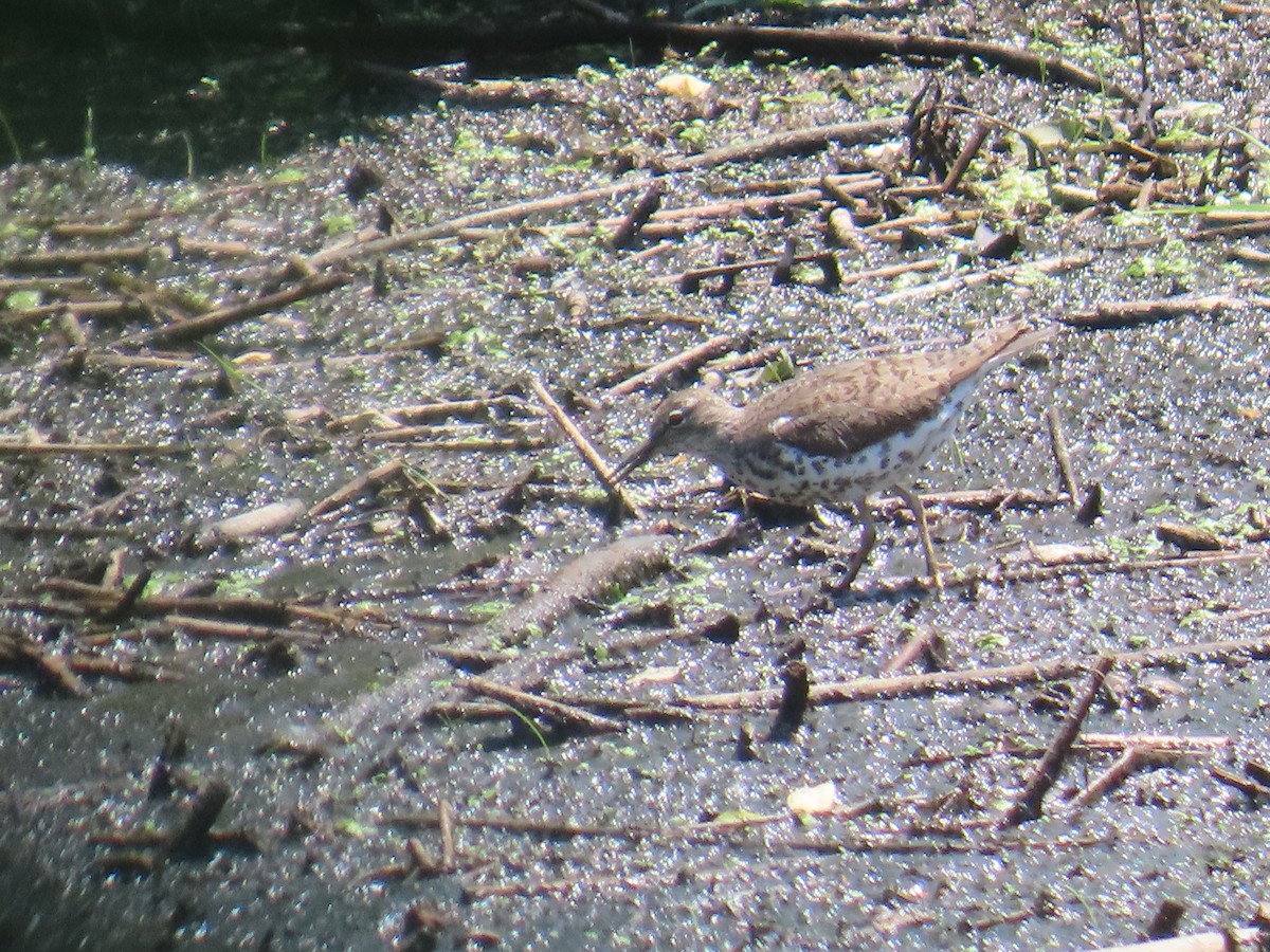 Spotted Sandpiper - ML638447302