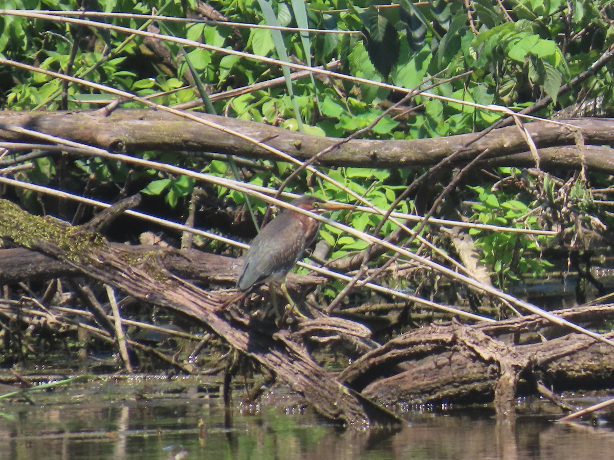 Green Heron - ML638447304