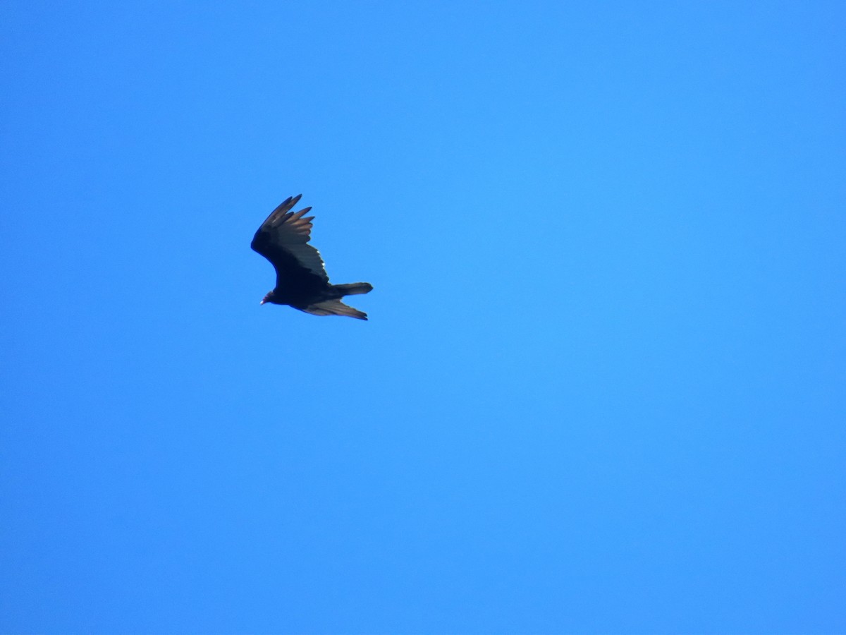 Turkey Vulture - ML638447308