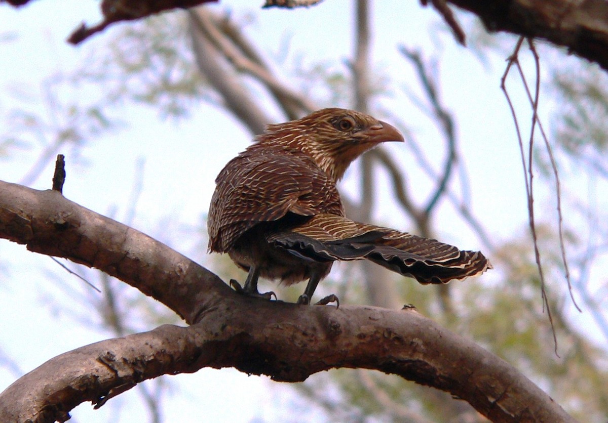 Pheasant Coucal - Stephen Mitten