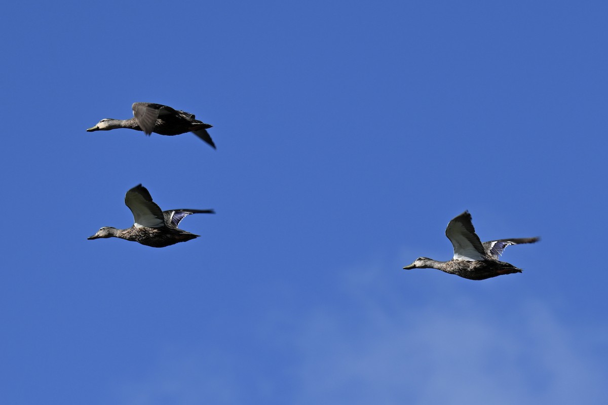Mottled Duck (Florida) - ML638447324