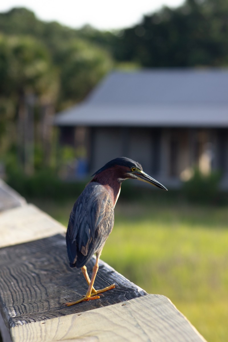 Green Heron - ML638447347