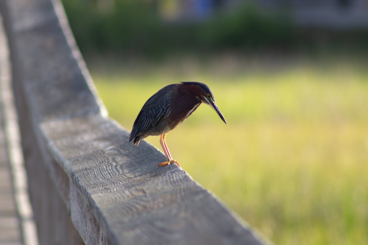 Green Heron - ML638447348