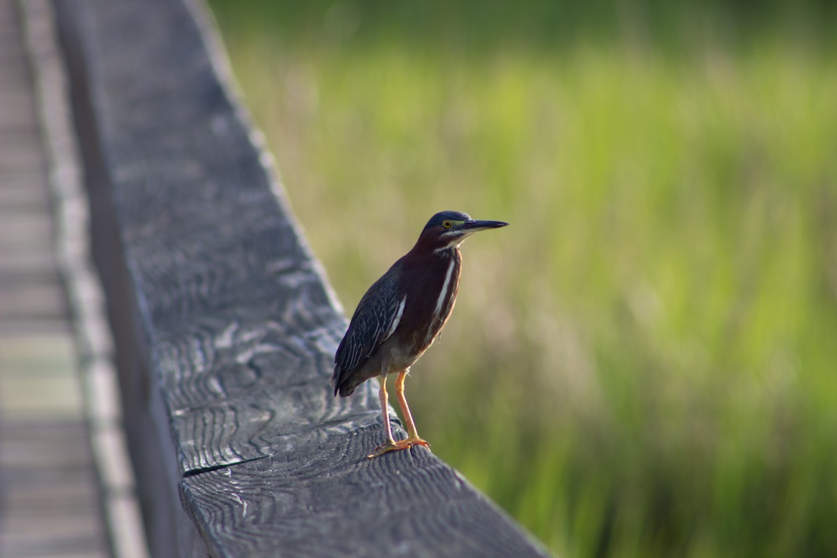Green Heron - ML638447350