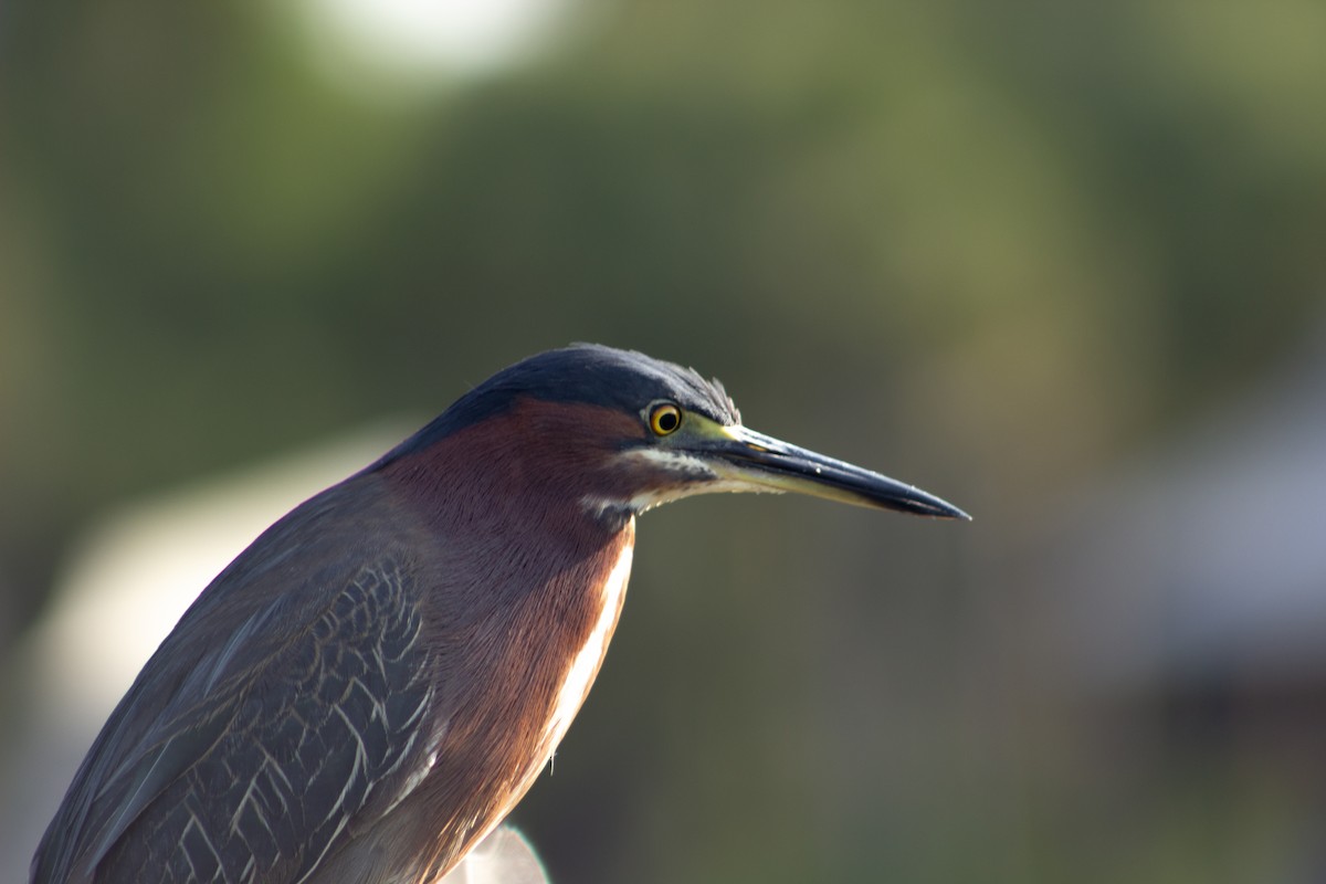 Green Heron - ML638447351