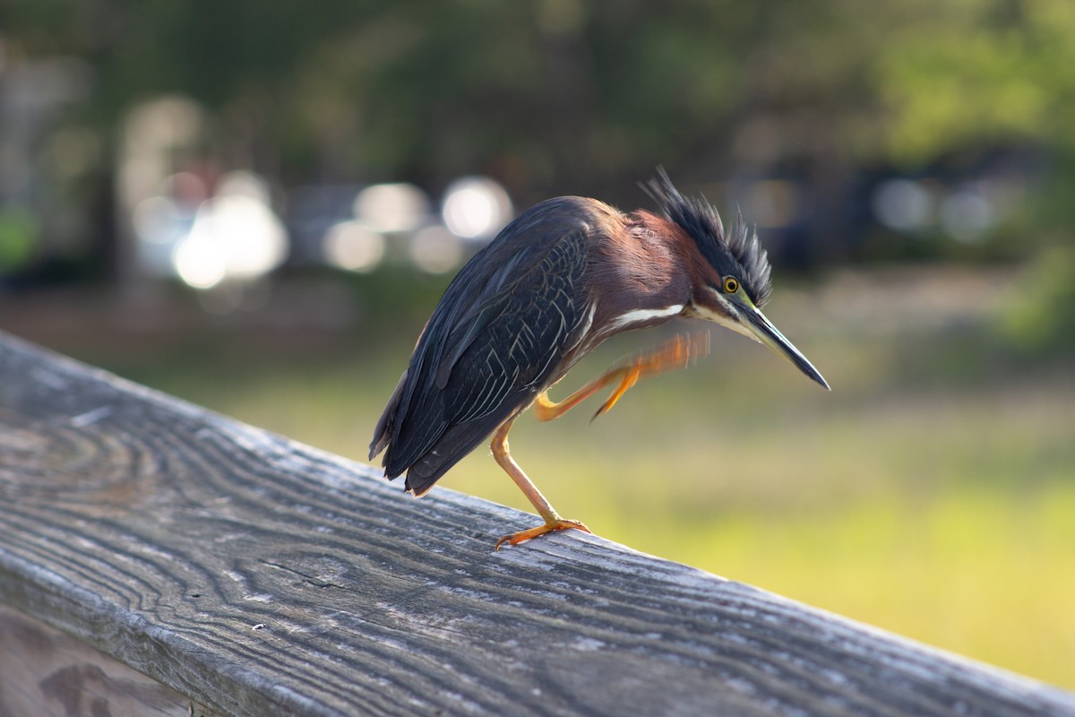 Green Heron - ML638447352