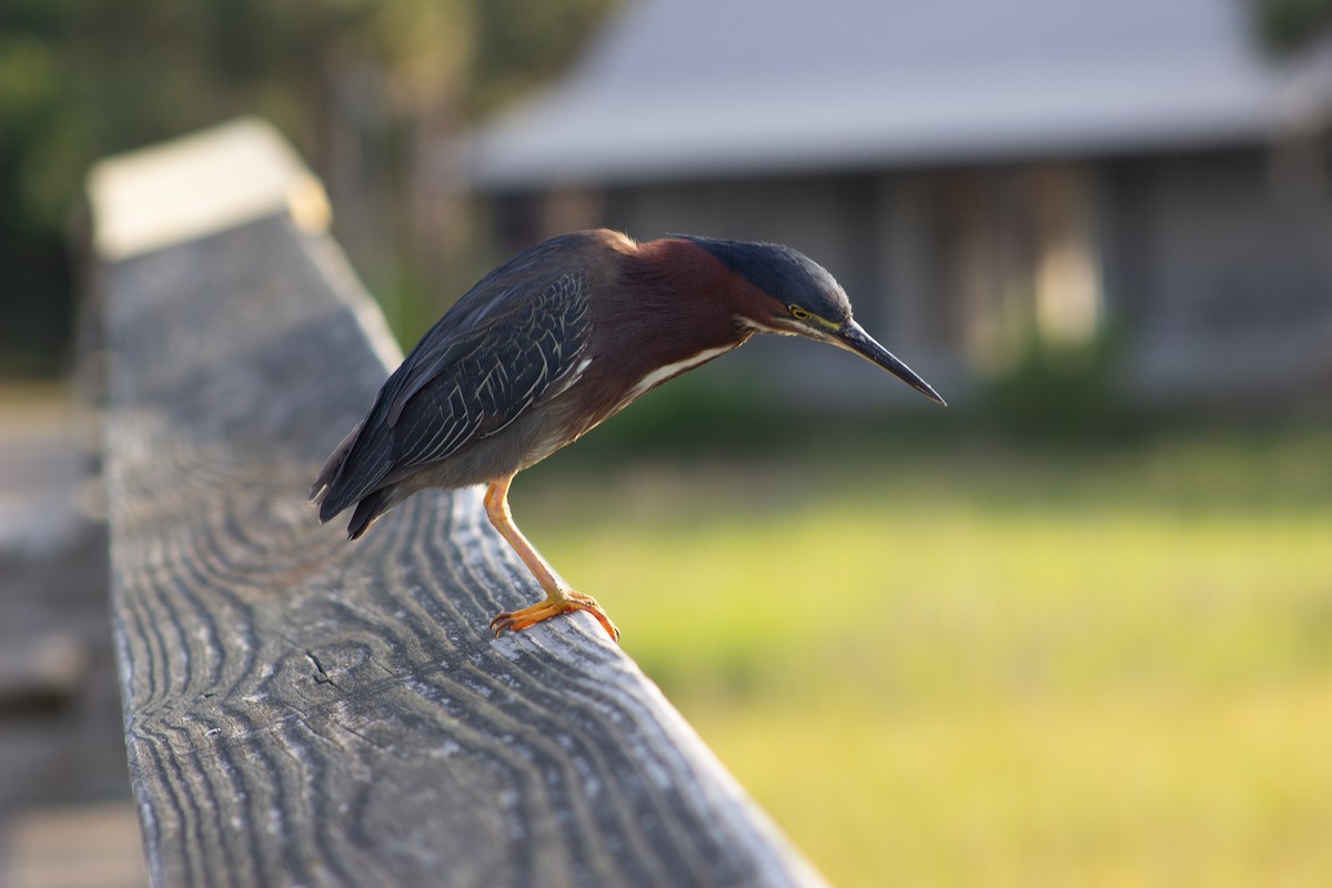 Green Heron - ML638447353