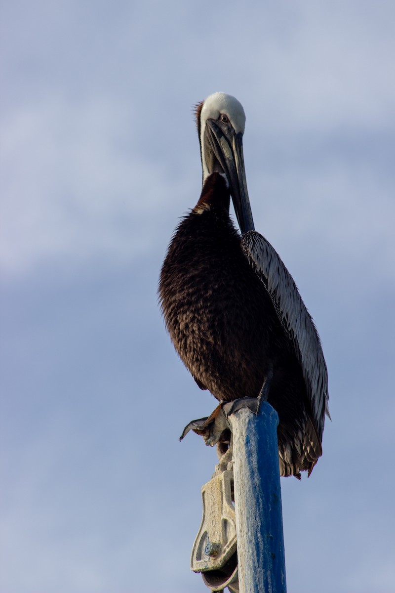 Brown Pelican - ML638447366