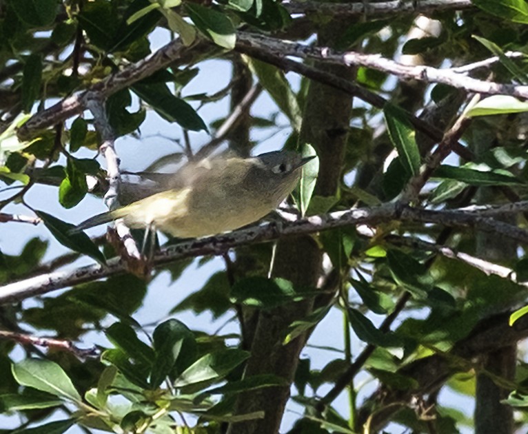 Ruby-crowned Kinglet - ML638447382