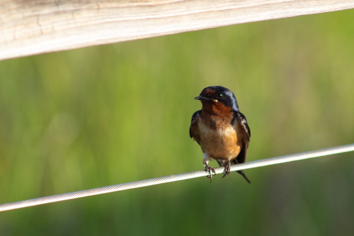 Barn Swallow - ML638447397