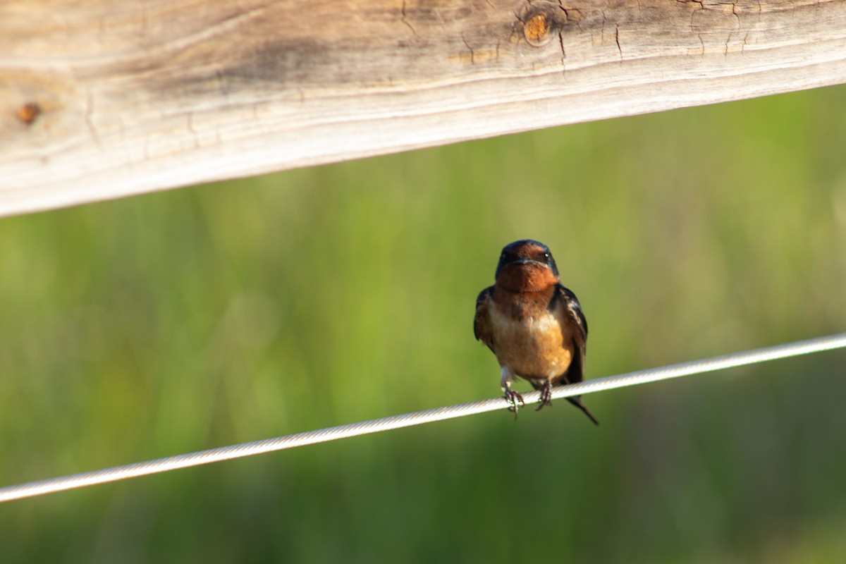 Barn Swallow - ML638447398