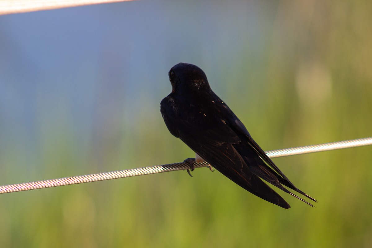 Barn Swallow - ML638447399