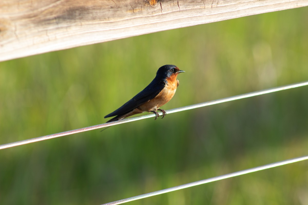 Barn Swallow - ML638447400