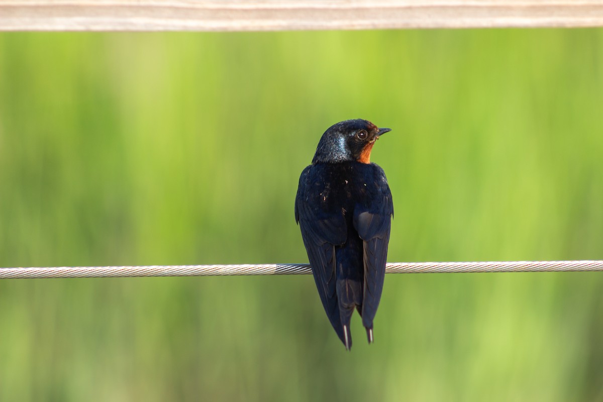 Barn Swallow - ML638447401