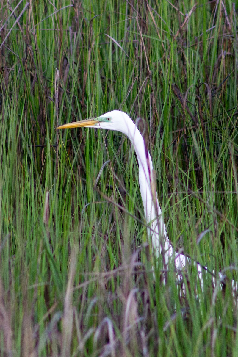 Great Egret - ML638447419