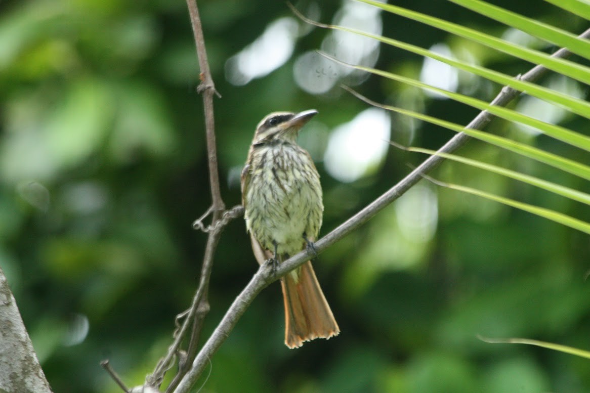 Streaked Flycatcher - ML638447421